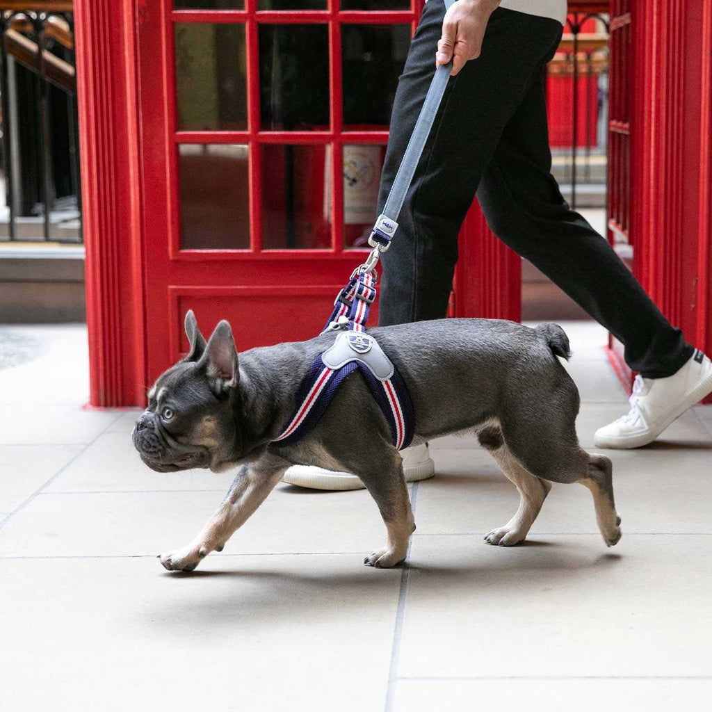 Dog Harness R8577