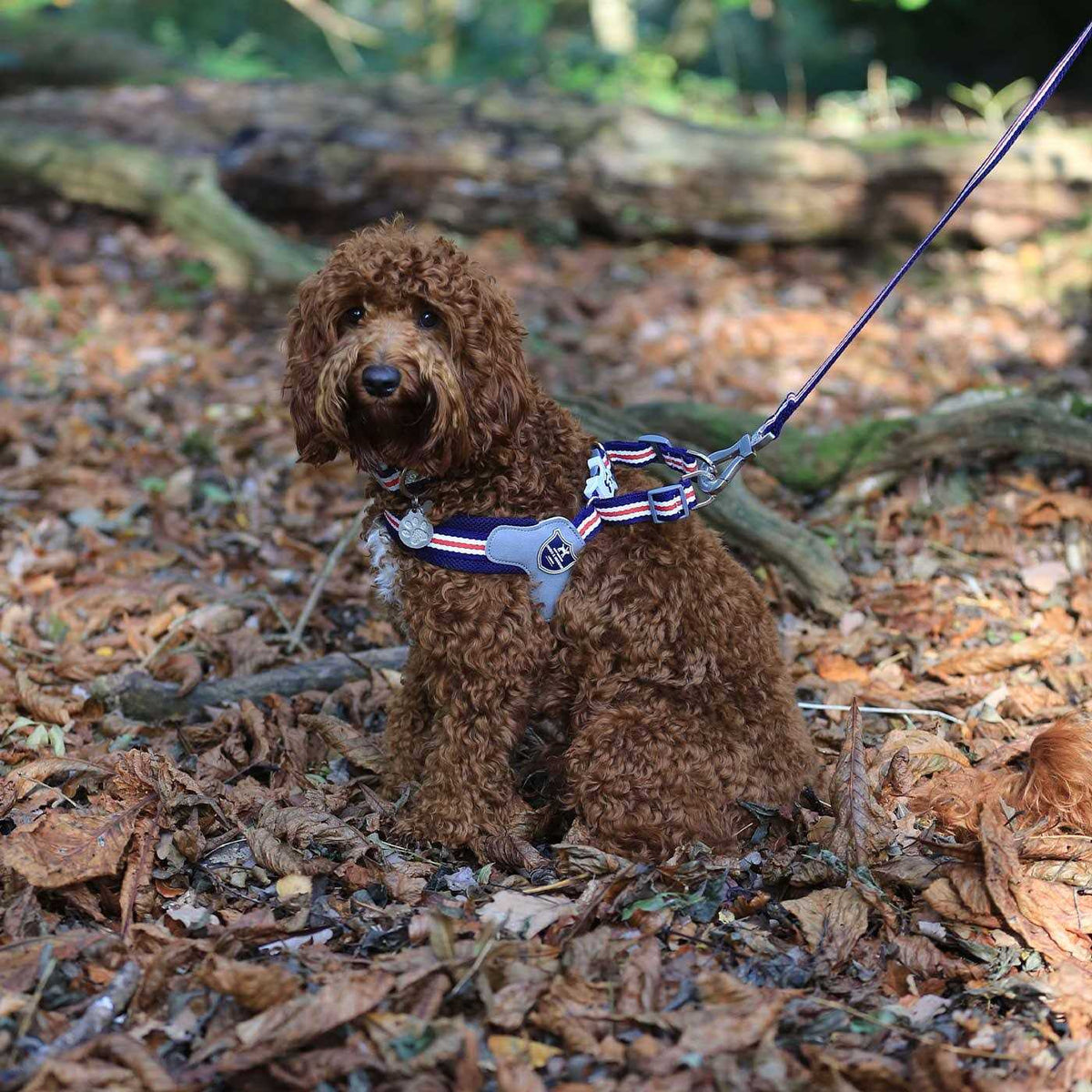 Dog Harness R8577